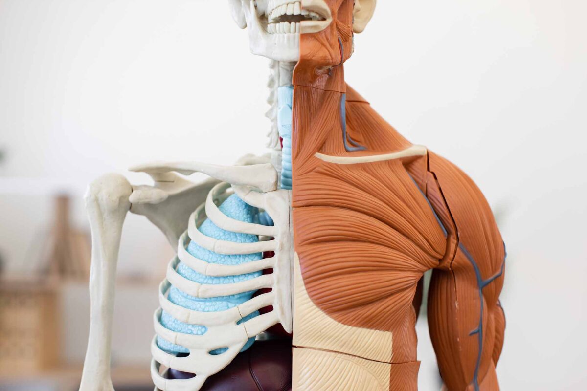 d3 ve k2 vitaminlerinin fayda sağladığı bölgeler